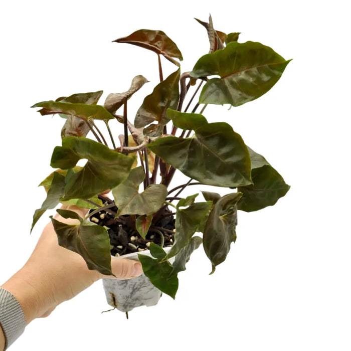 Syngonium podophyllum 'Maria'