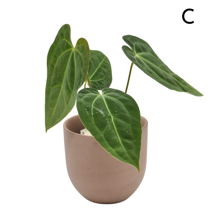 Anthurium magnificum x BHP