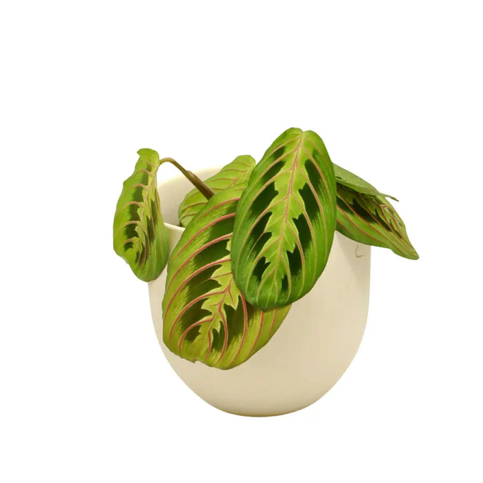 Red Vein Maranta leuconeura