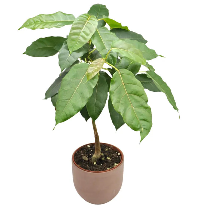 Ficus virens (White Fig)