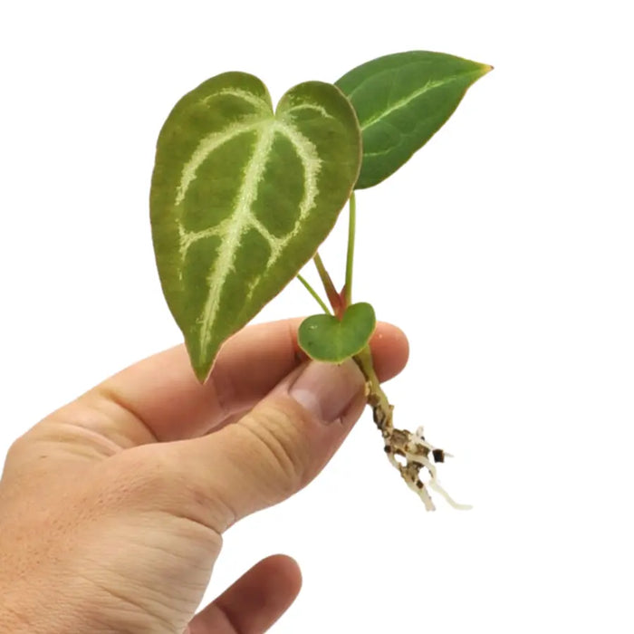 Anthurium Wild Crystallinum X Forgetii x seedling