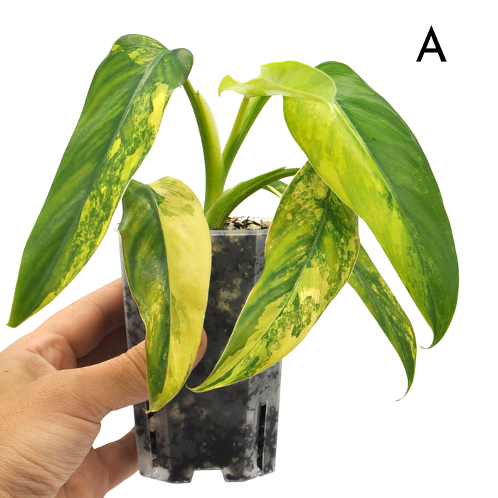 Philodendron Domesticum Variegata