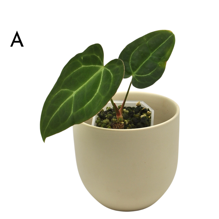 Anthurium Magnificum x Sanguineum