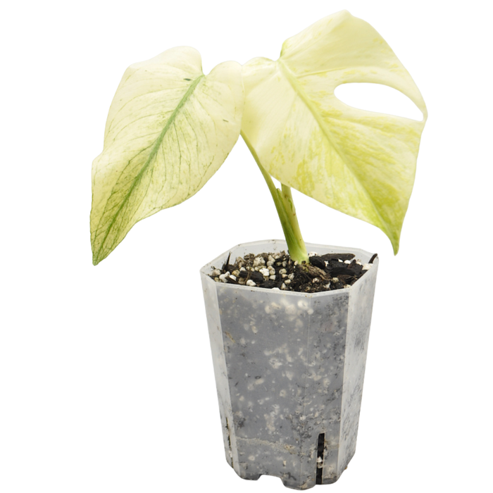 Monstera Deliciosa Mint Variegata
