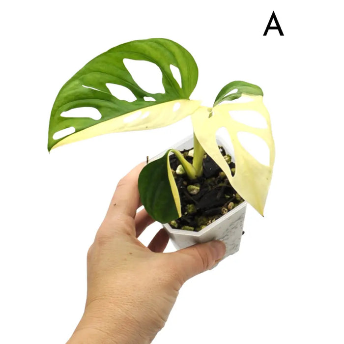 Monstera adansonii variegata