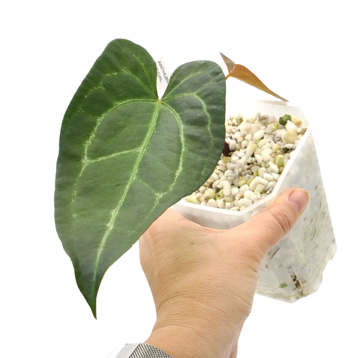 Anthurium 'Dark Night' x Regal