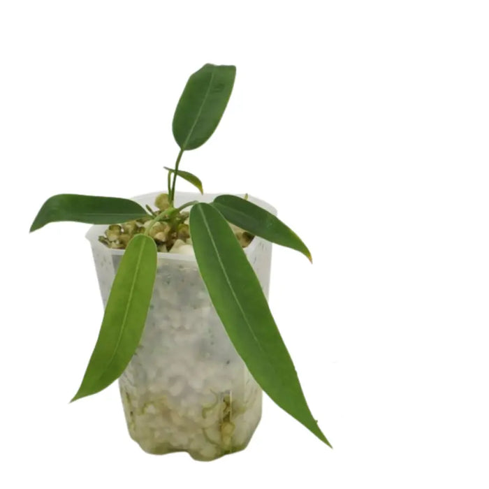 anthurium pallidiflorum australia Anthurium pallidiflorum – Rare Velvet Strap Leaf Anthurium — Green My Space