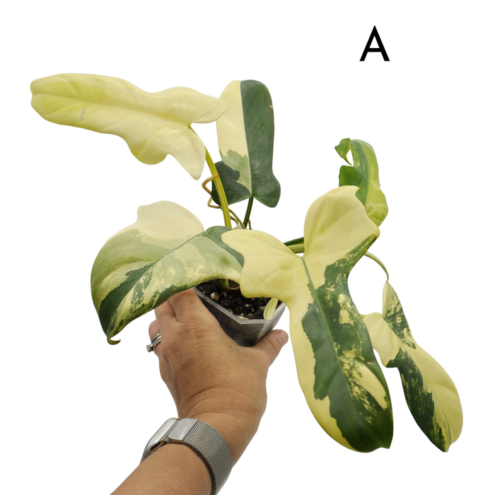 Philodendron Bipennifolium Variegata