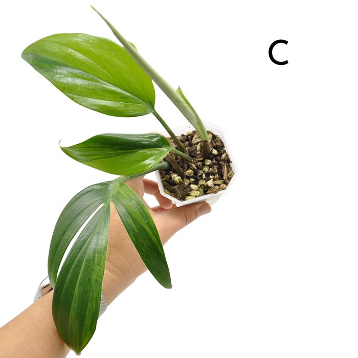 Rhaphidophora decursiva 'Aurea'