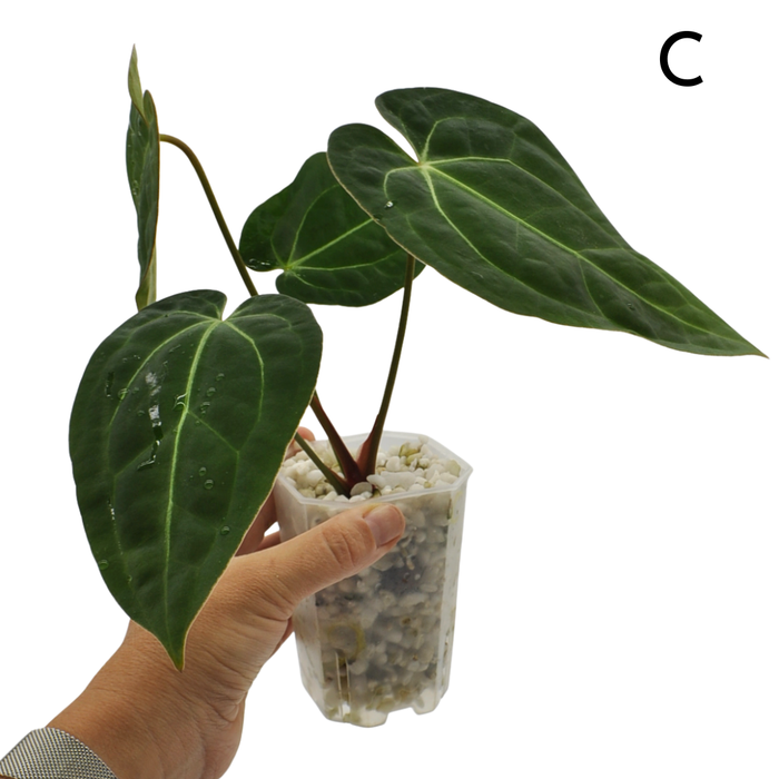 Anthurium magnificum x BHP