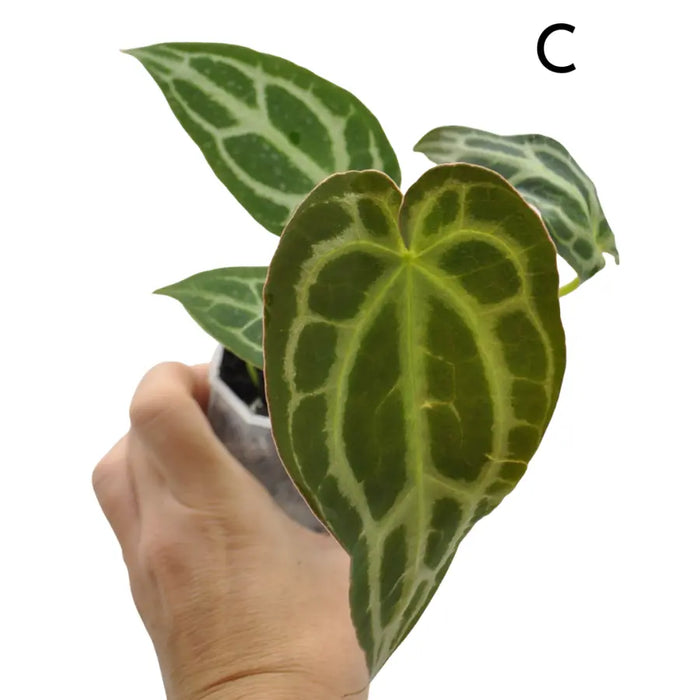 Anthurium Wild Crystallinum X Forgetii x