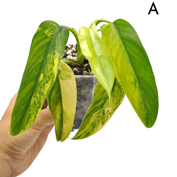 Philodendron Domesticum Variegata