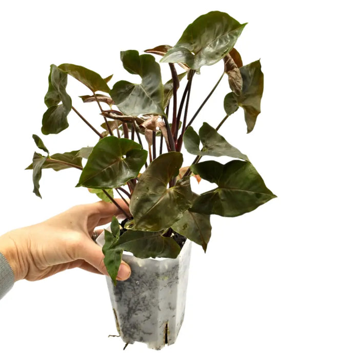 Syngonium podophyllum 'Maria'