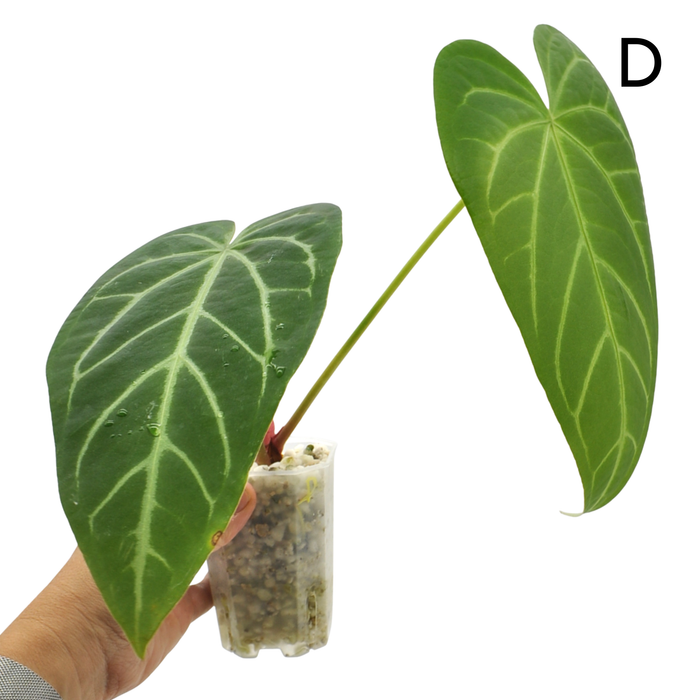 Anthurium Magnificum x Sanguineum