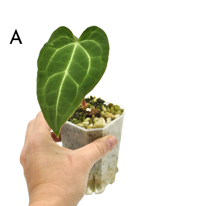 Anthurium Magnificum x Sanguineum