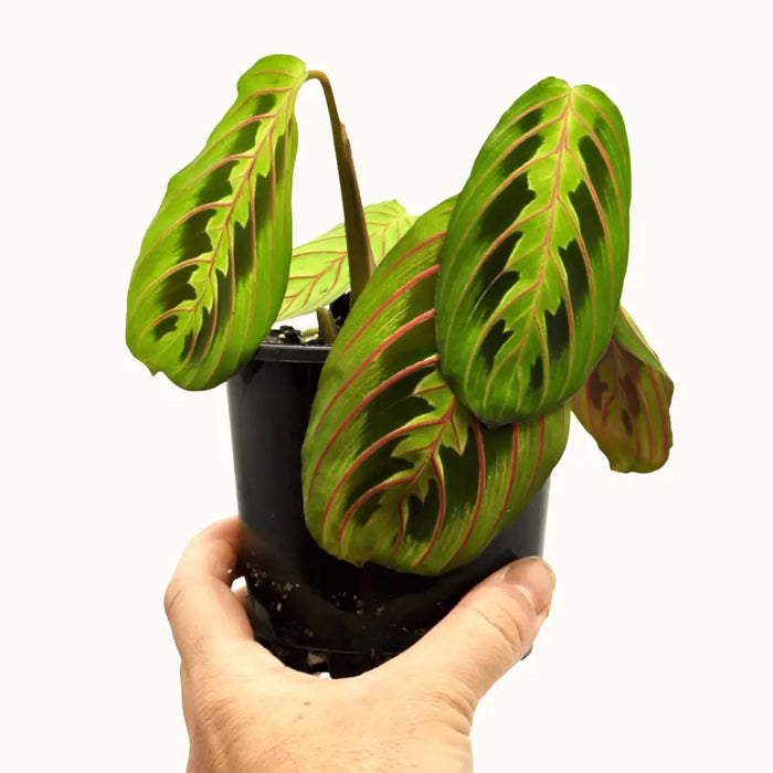 Red Vein Maranta leuconeura