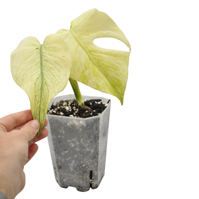 Monstera Deliciosa Mint Variegata