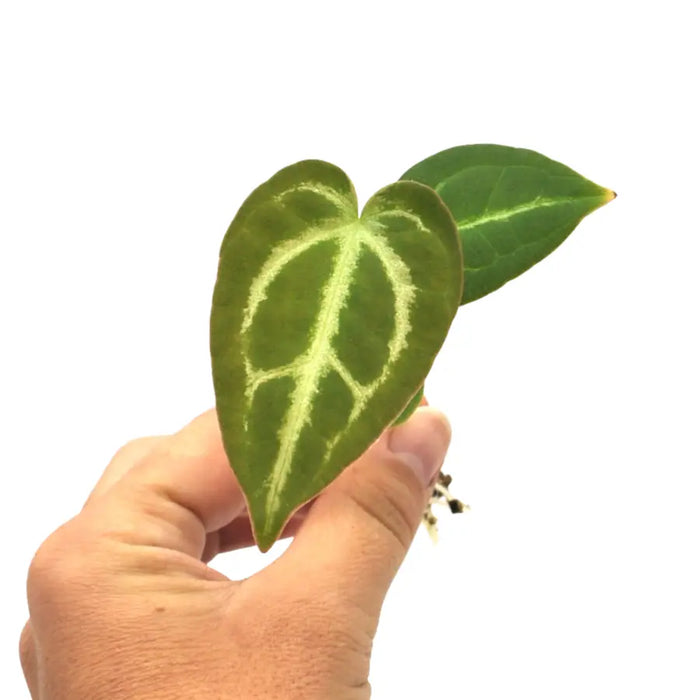 Anthurium Wild Crystallinum X Forgetii x seedling