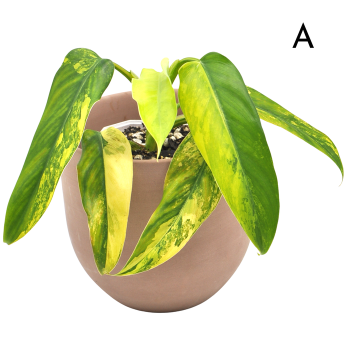 Philodendron Domesticum Variegata