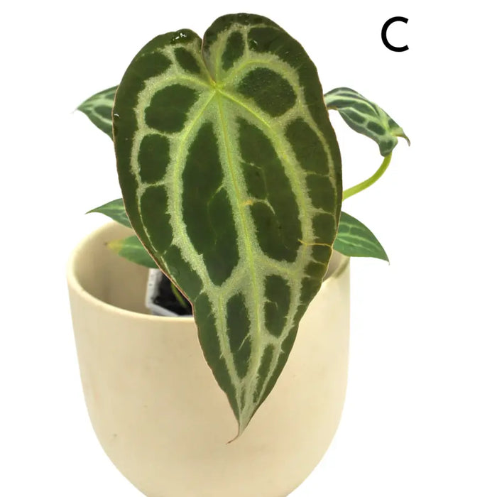 Anthurium Wild Crystallinum X Forgetii x