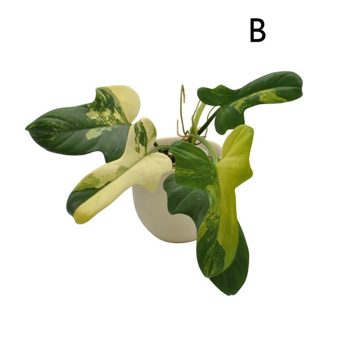 Philodendron Bipennifolium Variegata