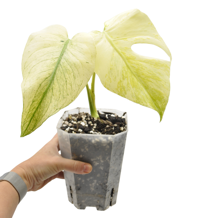 Monstera Deliciosa Mint Variegata
