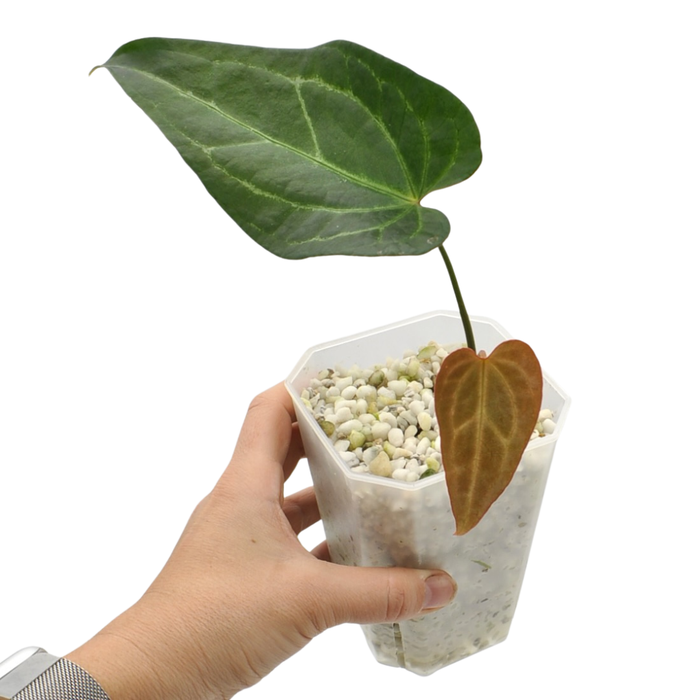 Anthurium 'Dark Night' x Regal