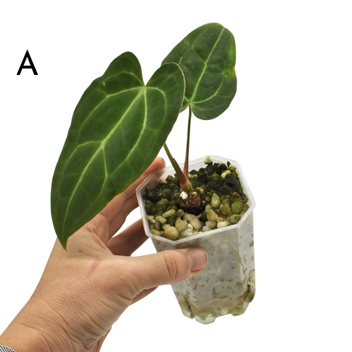 Anthurium Magnificum x Sanguineum