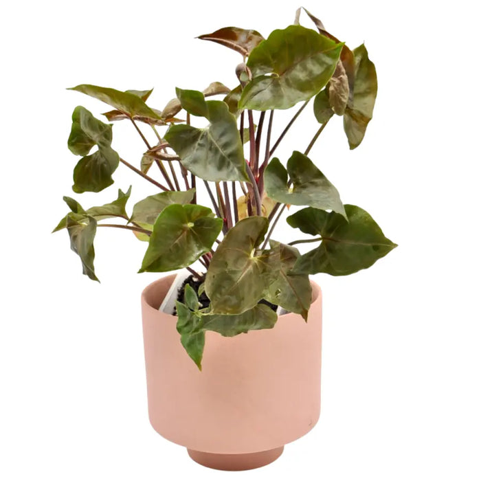 Syngonium podophyllum 'Maria'