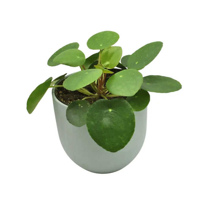 Pilea peperomioides