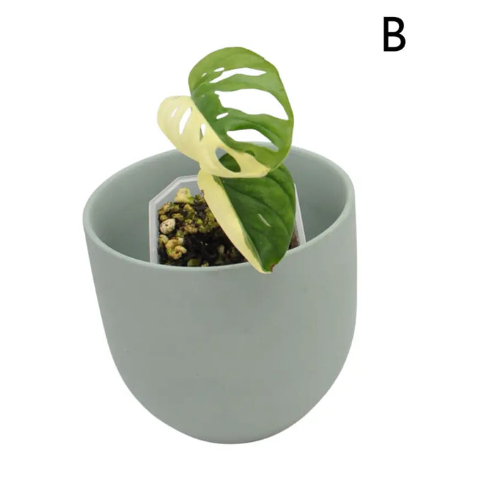Monstera adansonii variegata