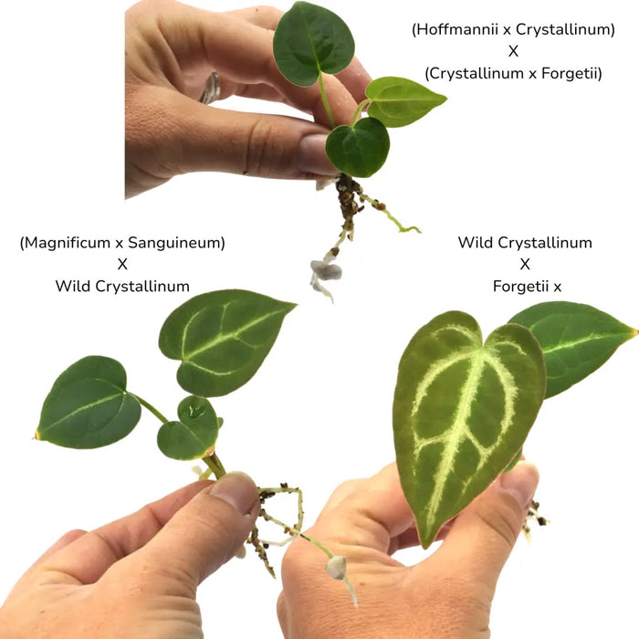 Anthurium Seedling Trio