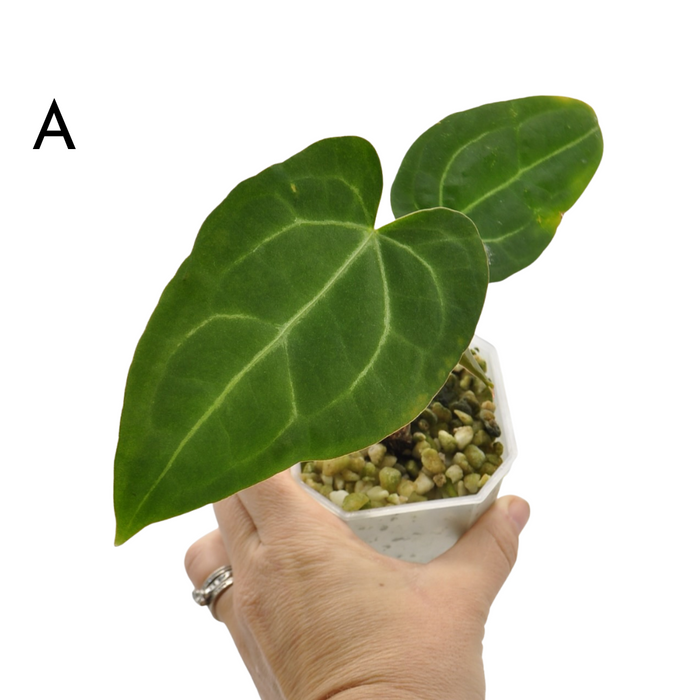 Anthurium Magnificum x Sanguineum