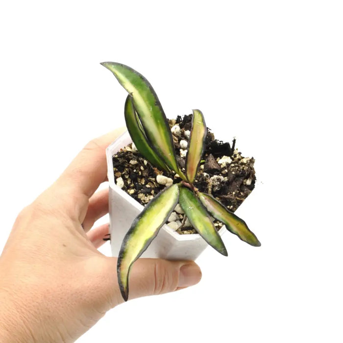 Hoya wayetii variegata