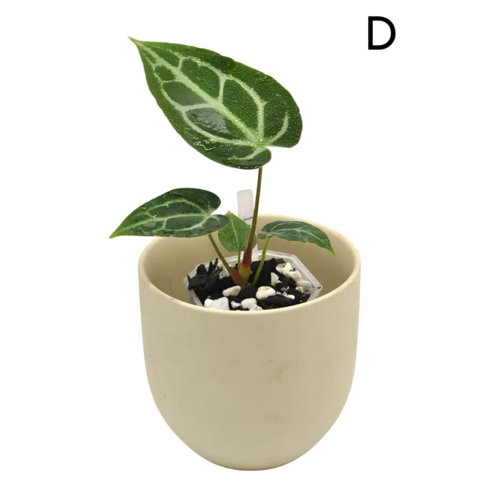 Anthurium Wild Crystallinum X Forgetii x