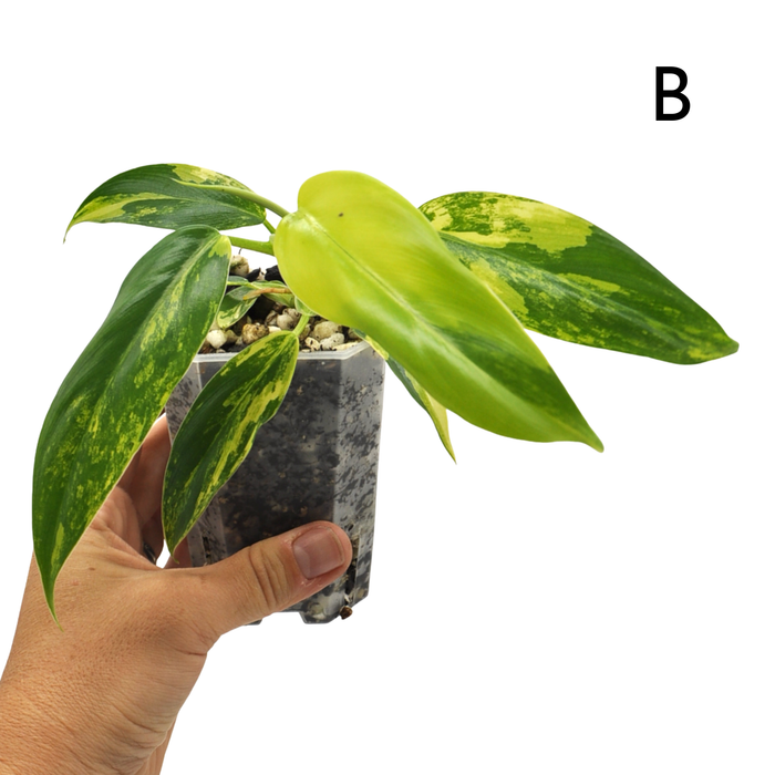 Philodendron Domesticum Variegata