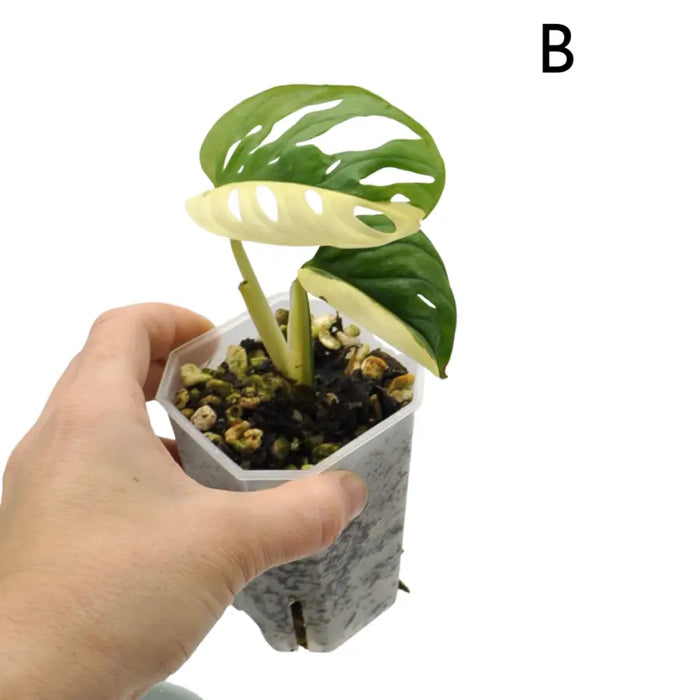 Monstera adansonii variegata