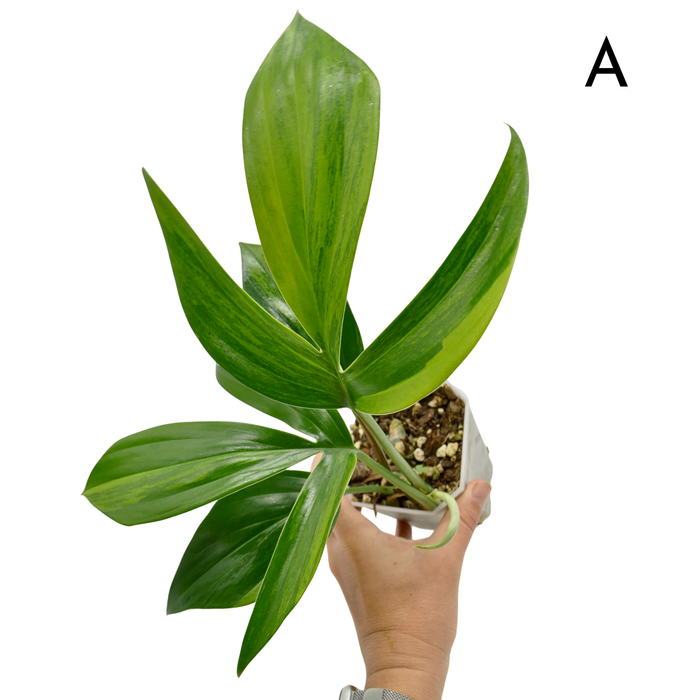 Rhaphidophora decursiva 'Aurea'