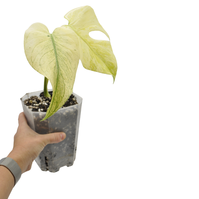 Monstera Deliciosa Mint Variegata