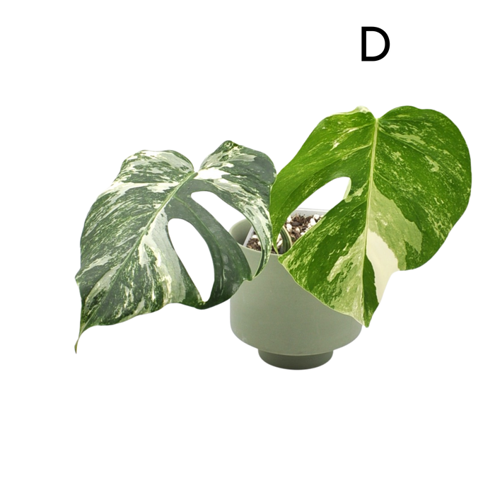 Monstera Borsigiana 'Albo' Variegata (soil)