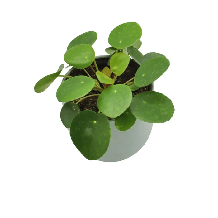 Pilea peperomioides