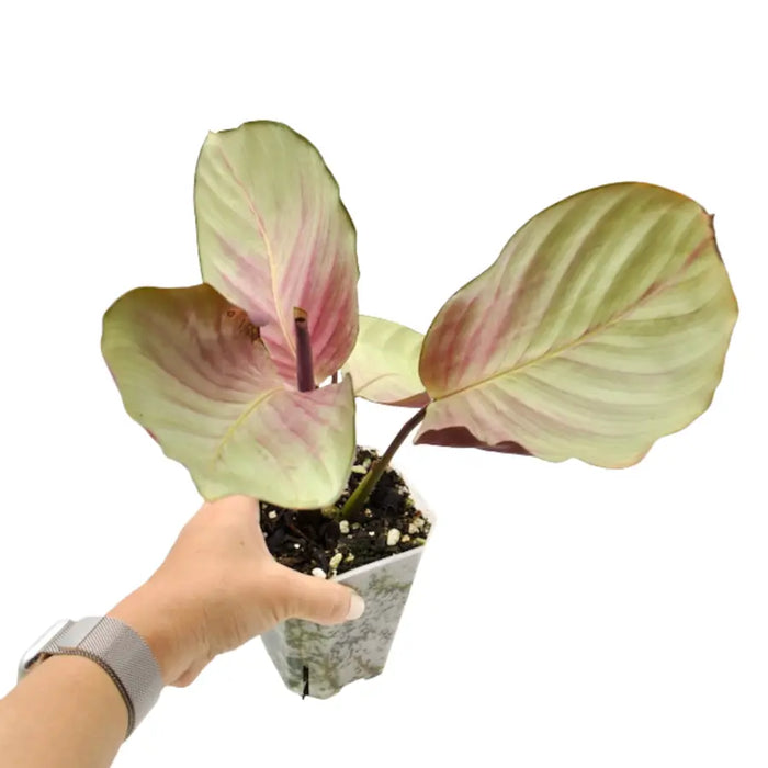 Calathea picturata 'Silver Plate'