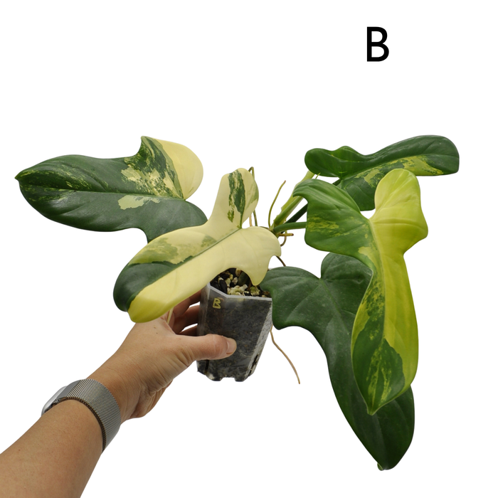 Philodendron Bipennifolium Variegata
