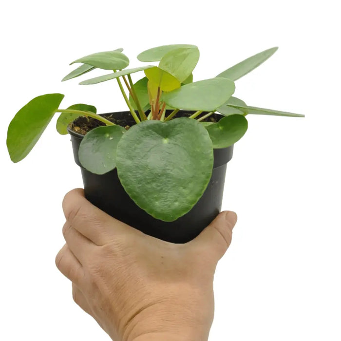 Pilea peperomioides