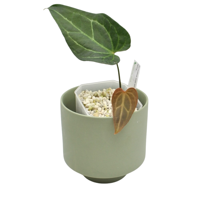 Anthurium 'Dark Night' x Regal