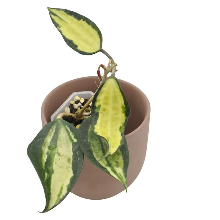 Hoya latifolia 'Pot of Gold'