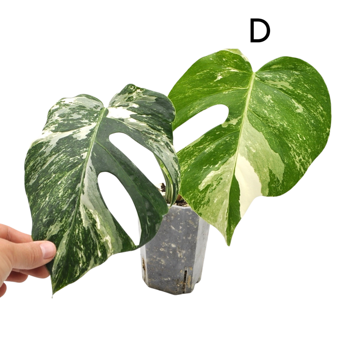 Monstera Borsigiana 'Albo' Variegata (soil)