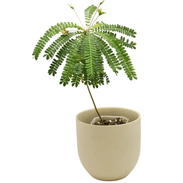 Biophytum Sensitivum (Jurassic Sensitive Plant)