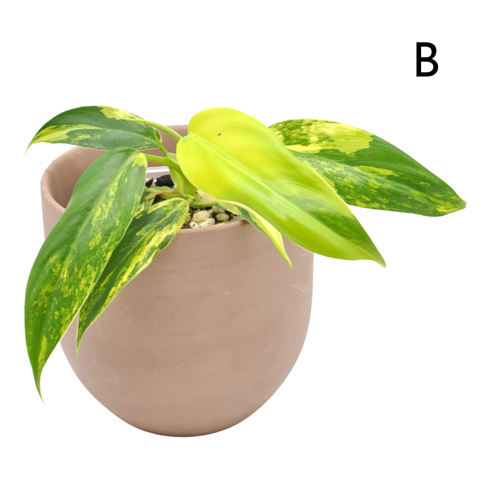 Philodendron Domesticum Variegata