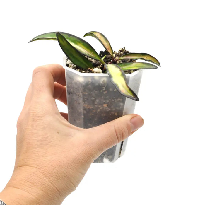 Hoya wayetii variegata